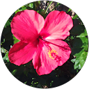 Nancy Foster profile picture